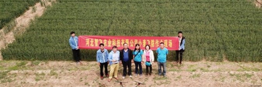 智飛極農無人機聯(lián)手河北省植保研究所開展“河北小麥病害減量增效”項目